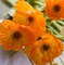 Artificial Flowers 6 Stems Poppy Silk Bouquet,for Wedding, Home, Party